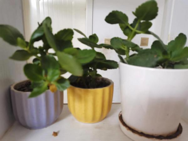 初級養花記 初級養花記