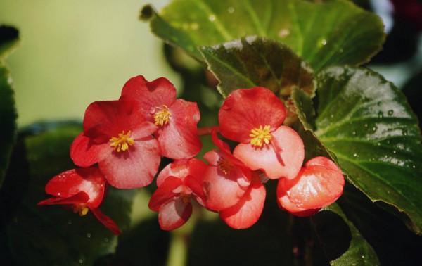 陽臺光照不足，就養這4種花，很好看驚豔、花也很多、綠植環繞