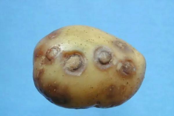 這幾種植物病毒,您知道幾個? 這幾種植物病毒,您知道幾個?