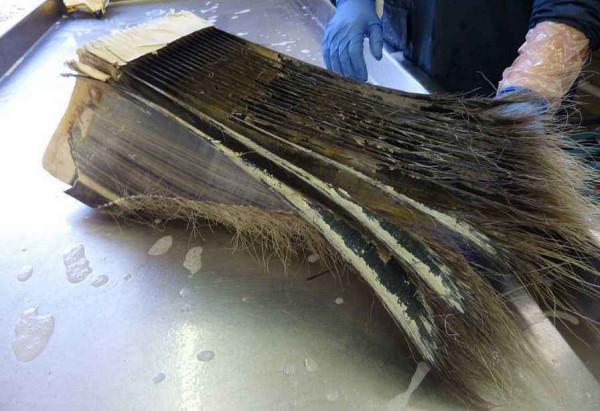 在鯨魚腹中是一種什麼感覺?一個手無寸鐵的人,還有機會逃生嗎? 在鯨魚腹中是一種什麼感覺?一個手無寸鐵的人,還有機會逃生嗎?