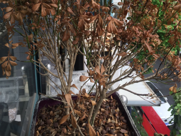 花成了光桿司令，剪一刀撒點藥，很快冒新芽