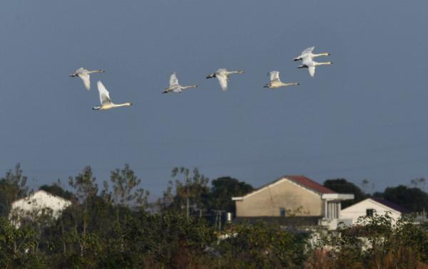 候鳥遷徙過境高峰,幾千只小天鵝可能在你家門前歇腳 候鳥遷徙過境高峰,幾千只小天鵝可能在你家門前歇腳