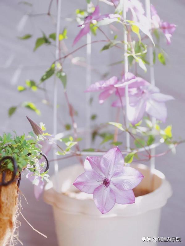 5平米的陽臺，改造之後種滿了花，居然可以美成這樣