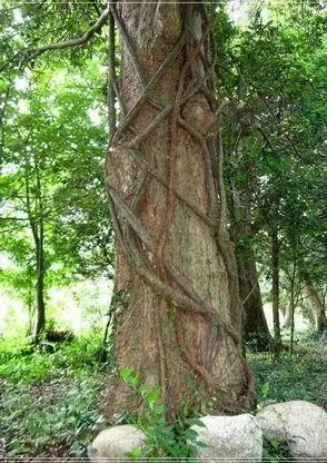 我是藤來你是樹 我是藤來你是樹