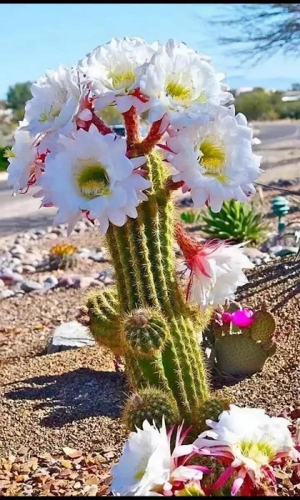 看看這些漂亮的花