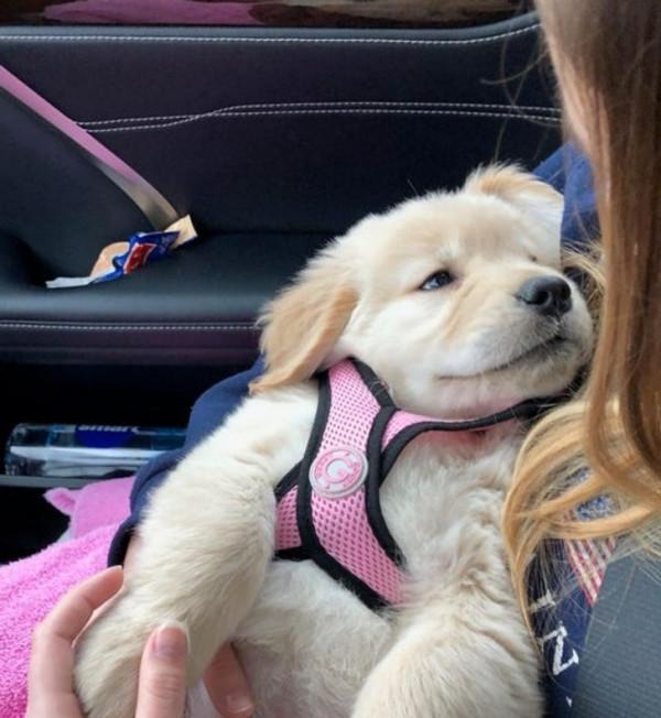 總有一些騙你養寵物的時刻