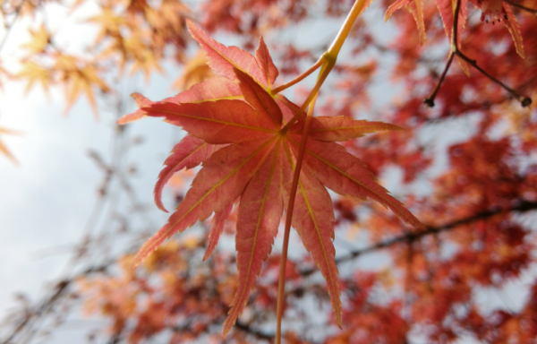 秋季護肺 專家教你八個小妙招