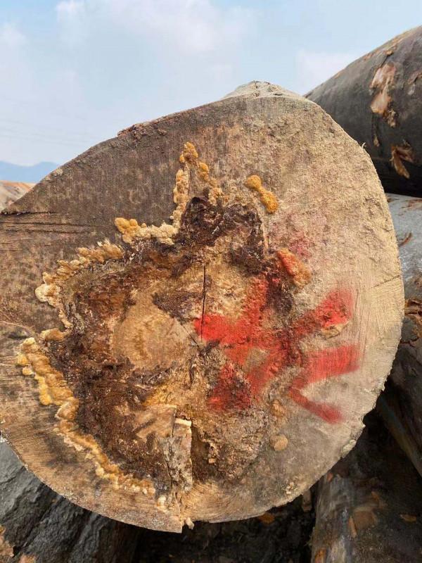 可怕,有人買到爛心櫸木原木 可怕,有人買到爛心櫸木原木