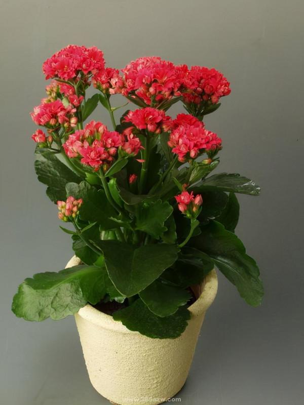 長壽花這樣養，才能枝繁葉茂，再次開花爆盆