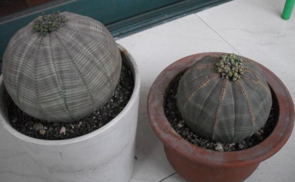 它和仙人掌養護方法相似，繁殖方式卻不一樣，你應該知道