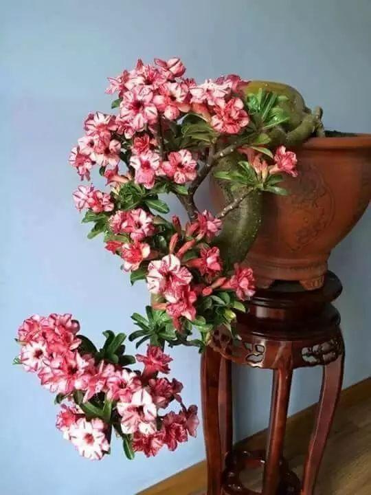 &OpenCurlyDoubleQuote;懶人&rdquo;就養這10種花，一個月不澆水也死不了，多曬少管更健壯