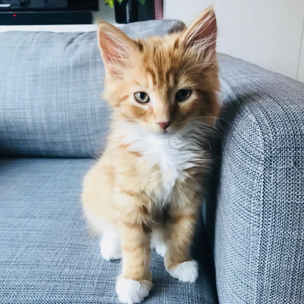 出生不幸的小橘貓，愛上了戶外旅行，擺脫了十橘九胖的魔咒