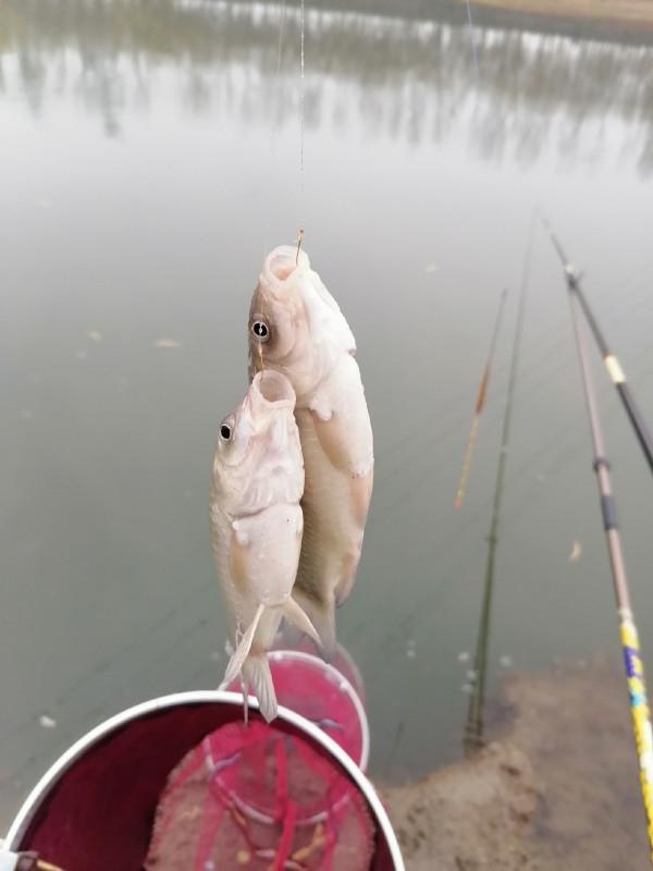 冬季怎麼釣魚，用餌和抓魚吃口才是關鍵