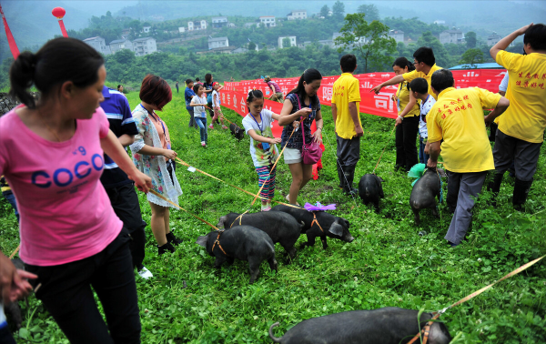 退伍老兵返鄉養黑豬，一年賣出5000萬，帶領老鄉一起走上致富路