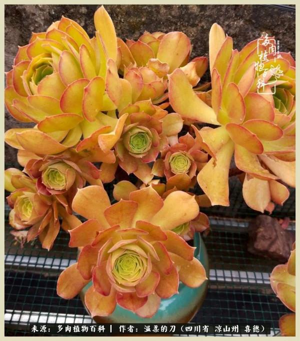 風吹過的夏天,你是仙子落凡間 風吹過的夏天,你是仙子落凡間