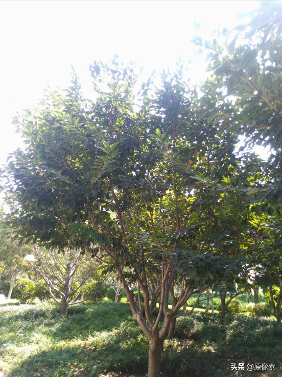 純潔、決絕，櫻花之關山櫻