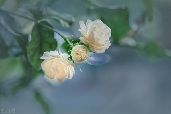 適合虎年養的5種“虎花”，虎虎生威不說，還特好養