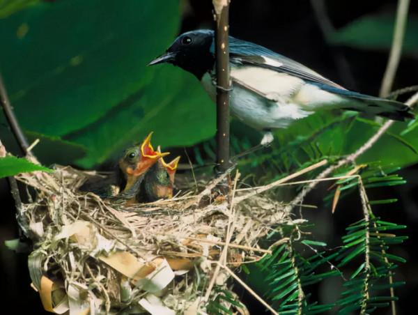 動物會絕對誠實？其實它們也會“說謊”！