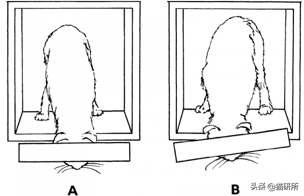 貓咪“鬥雞眼”是咋回事,會影響正常生活嗎? 貓咪“鬥雞眼”是咋回事,會影響正常生活嗎?