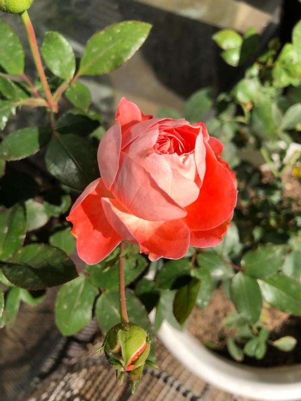 一朵朵月季花露出動人的笑臉，嬌豔與樸實融於一身