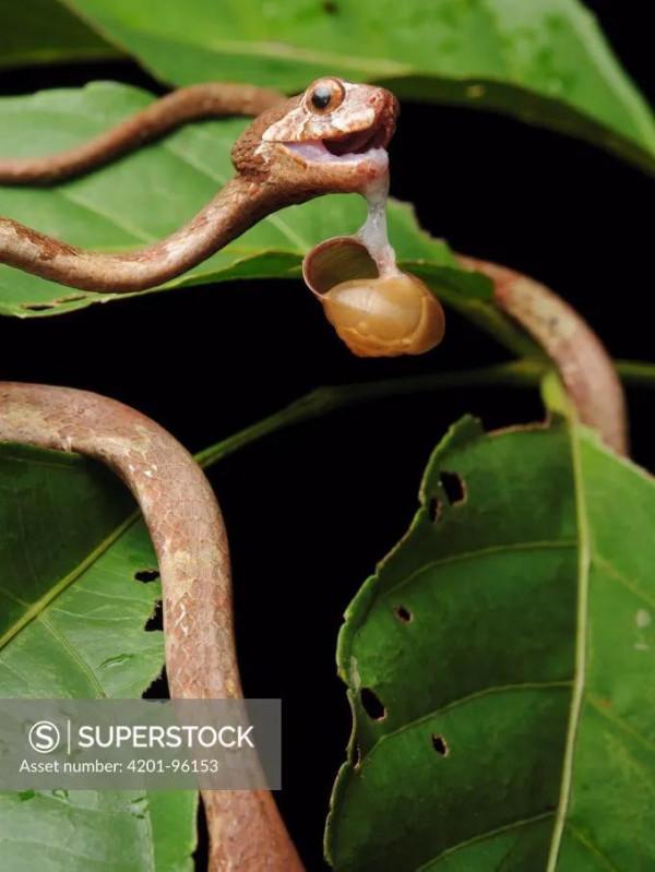 超級可愛的小蛇蛇 超級可愛的小蛇蛇