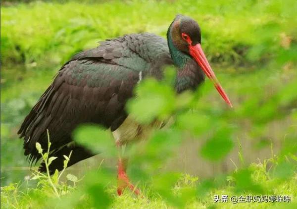 分享&mdash;&mdash;珍貴的稀有鳥類