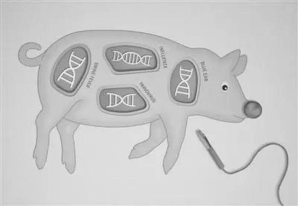 “二師兄”立功！美國將豬心移植給57歲病人，術後3天病情穩定