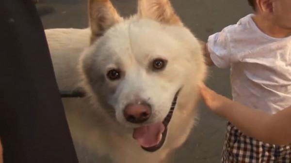 這隻狗狗是“商業奇才”,一天都堅守在售票口上,與人類“說話” 這隻狗狗是“商業奇才”,一天都堅守在售票口上,與人類“說話”