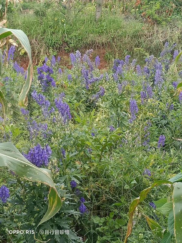 帶大家看看農村