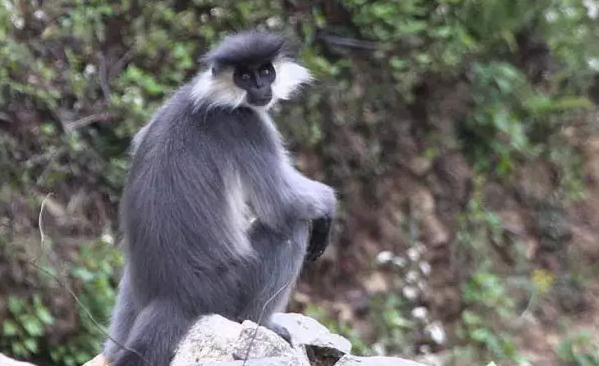 動物園見過的這些猴子，竟然是國家一級保護動物