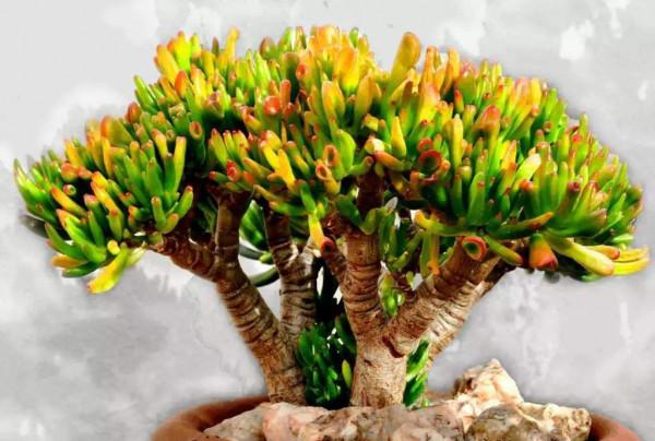 客廳見樹，家興人旺！6種“吉利樹”，好養寓意好，還能養身體