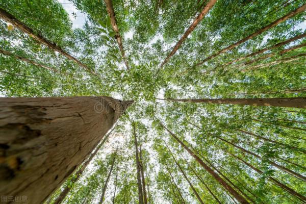 遍地桉樹惹爭議，廣西為何不“換掉桉樹”？