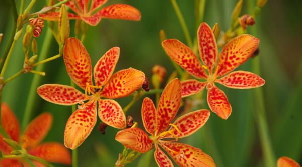 農村種植不賺錢？那是因為你沒選對品種，試試這些高收益品種吧