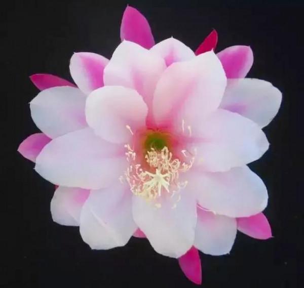 分享：曇花一現，精彩絕倫，讓人驚歎