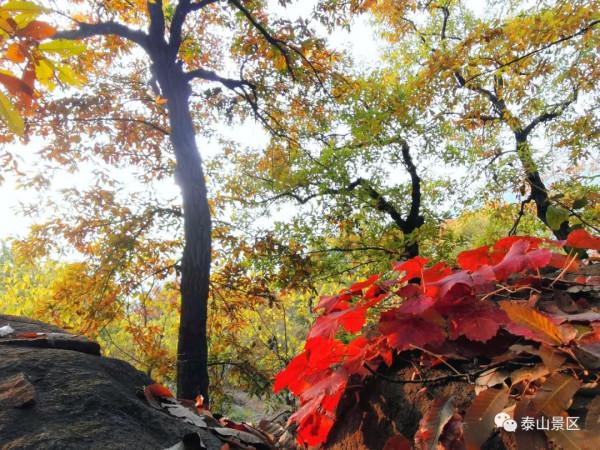 週末好去處，賞秋網紅打卡地！