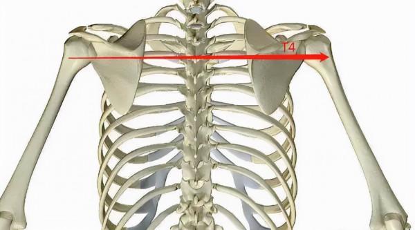 脊椎的精確定位及觸診技巧