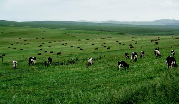 圖片分享一一乎倫貝爾大草原美景