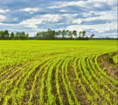 多數農民呼籲重新分地，看看國家怎麼說？