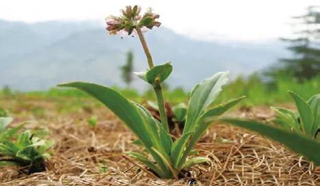 想要緩解胃食管反流給你帶來的痛苦，三款茶飲來幫你