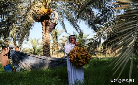這是外國神樹?看看中國都曾引進過哪些?沒有對比就沒有傷害 這是外國神樹?看看中國都曾引進過哪些?沒有對比就沒有傷害