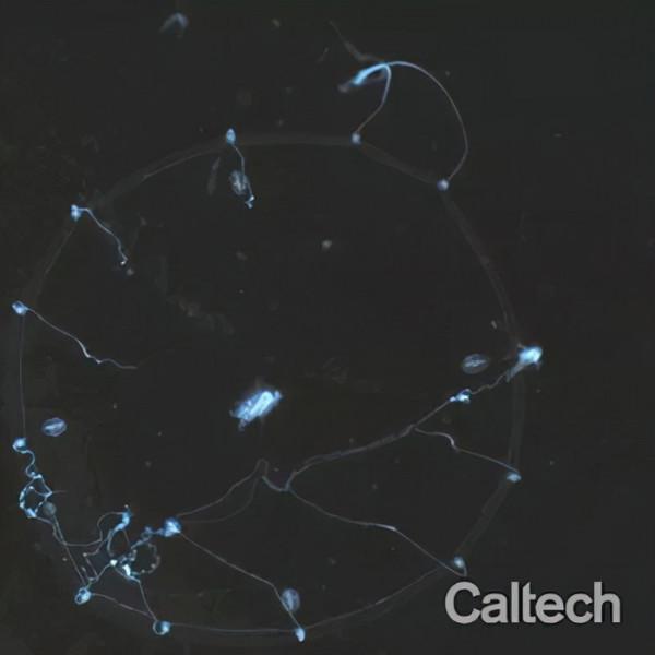 AI屆“畢加索”上線，抽象派畫作輕鬆拿捏！｜一週AI新聞