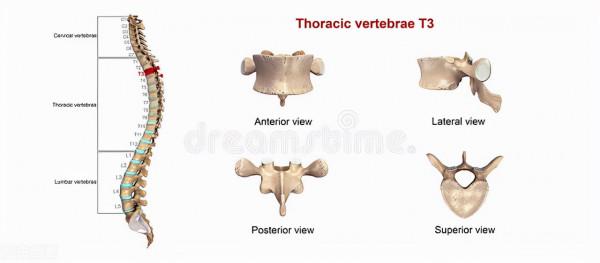 從小睡硬板床VS從小睡軟床的人，50年後，身體有什麼區別？