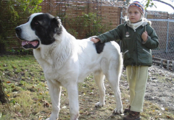 犬界哪些狗最兇猛?犬界四大金剛,非它們莫屬 犬界哪些狗最兇猛?犬界四大金剛,非它們莫屬