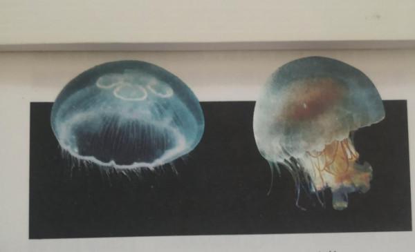 動物的主要類群(一) 動物的主要類群(一)