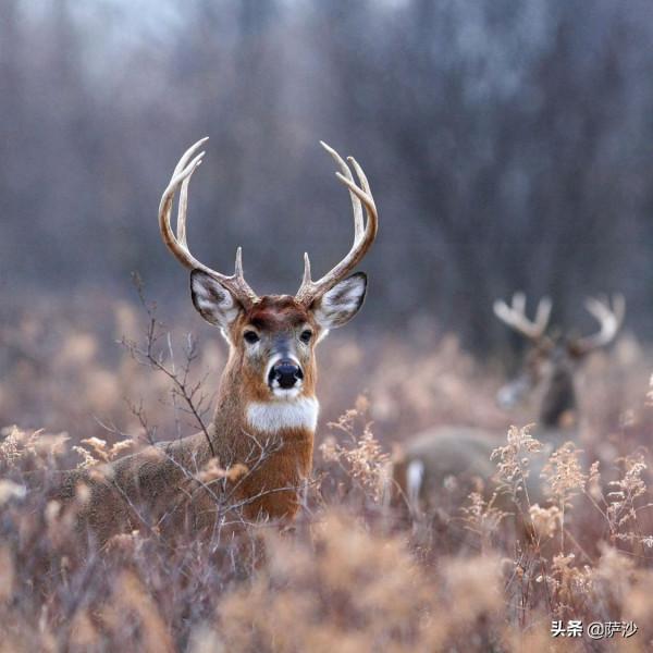 中國存在哪些全球獨有的大型動物?2006年12月13日中國白鰭豚滅絕 中國存在哪些全球獨有的大型動物?2006年12月13日中國白鰭豚滅絕