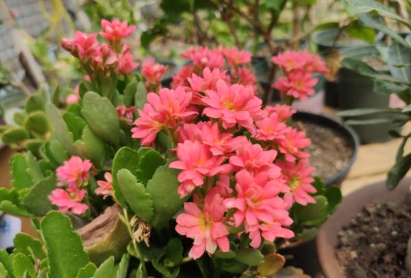 秋季3種花要補肥，但不是用促花肥，要合理施肥，才能開花爆盆