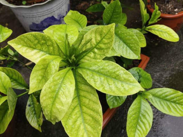 “外甥正月不剃頭”，8種花正月不能剪，還要再忍1個月