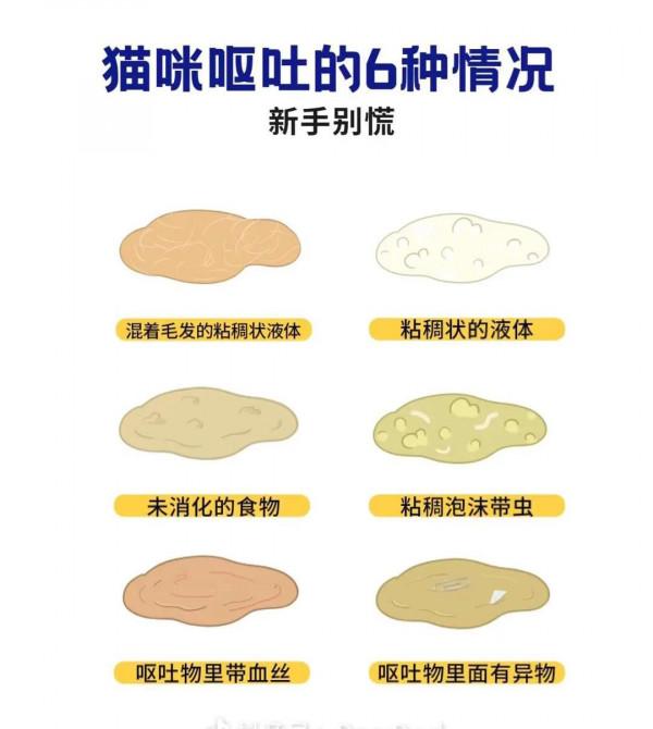 貓咪嘔吐的六種情況