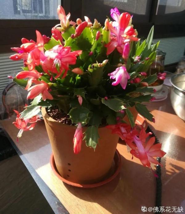 1種花長得像金魚，耐寒好養活，種得越多越壯觀