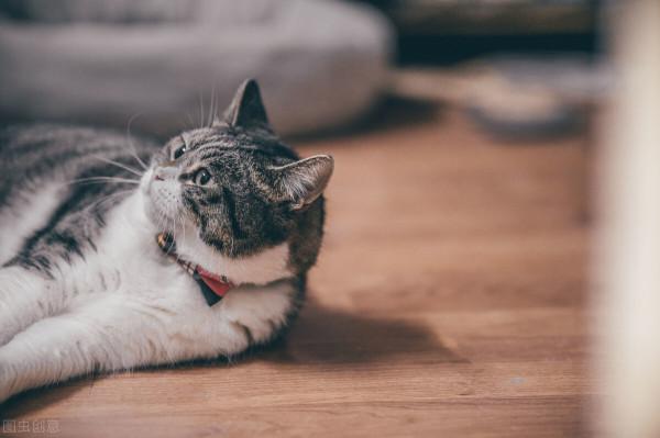 養寵物的意義,真的能緩解孤獨? 養寵物的意義,真的能緩解孤獨?